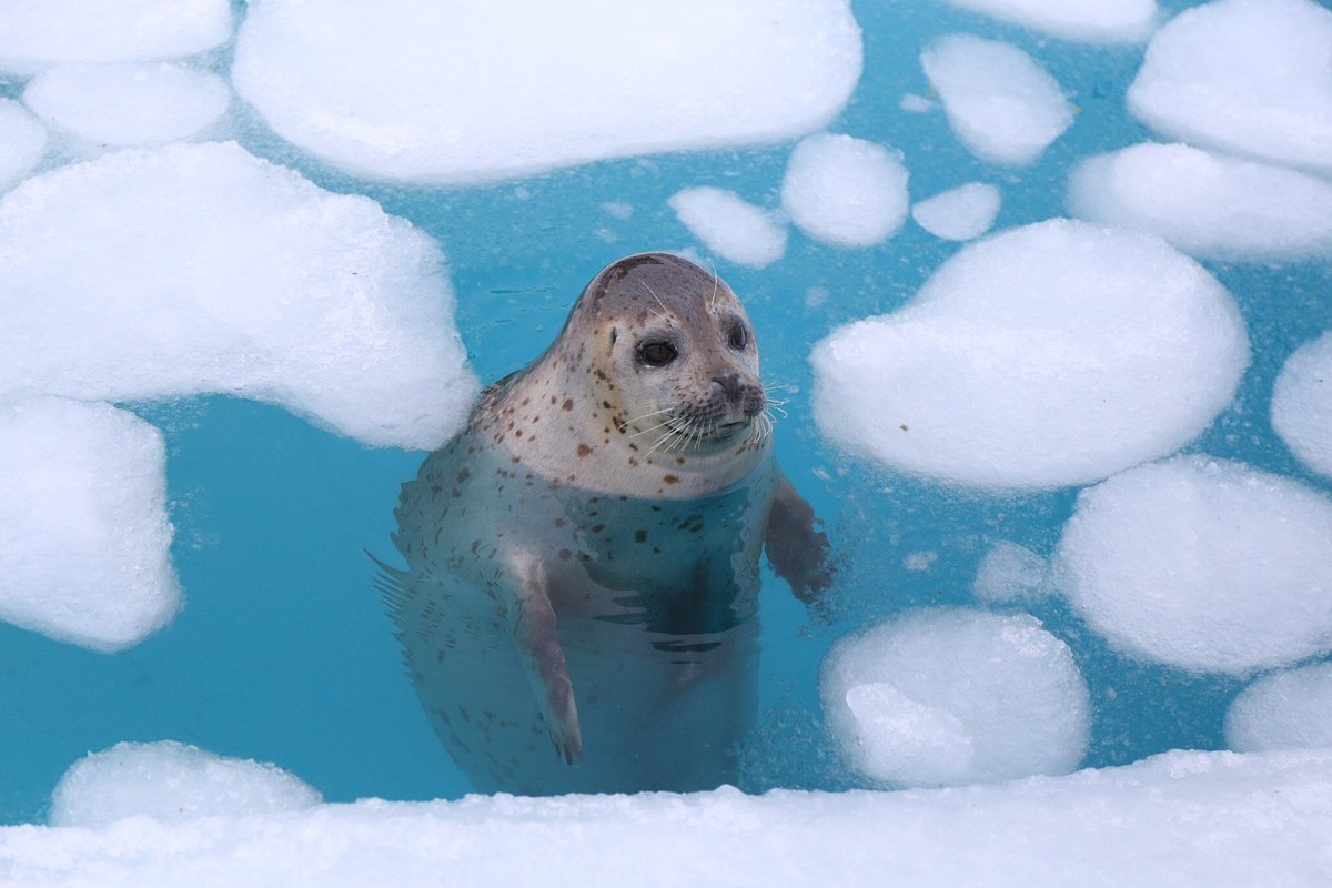 🌊 오호츠크 톳카리 센터 (물범 랜드) 이미지 7